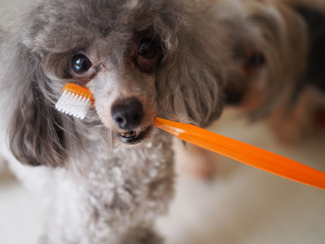 犬 猫の歯磨き やり方のコツ オススメの頻度 犬 猫コラム ユアペティア オンラインショップ ペット用品 通販